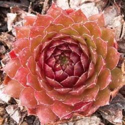 Sempervivum - Dachwurz - Hauswurz